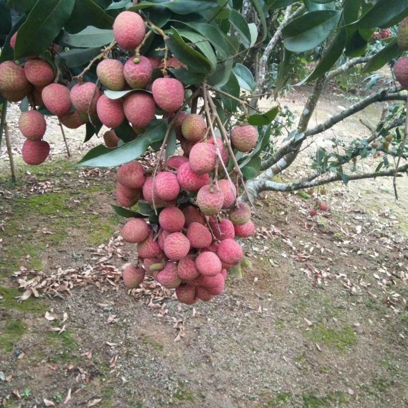 灵山荔枝