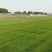 四季青草坪