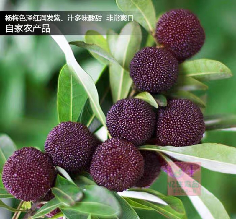 苏州东山乌紫杨梅