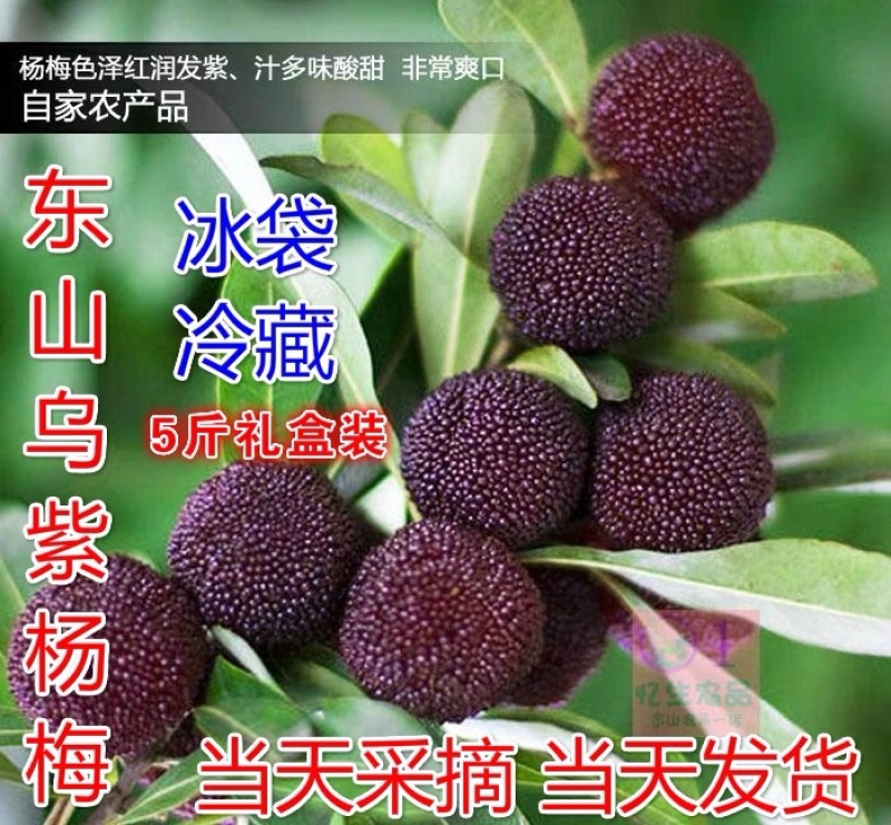 苏州东山乌紫杨梅