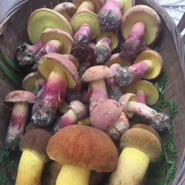 红葱菌(红牛肝菌)