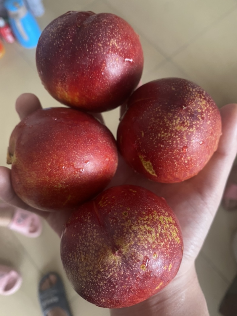 早油油桃今天上市，脆甜，口感好，量大，需要的提前联系