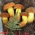 香碰头，黄濑头(黄牛肝菌)