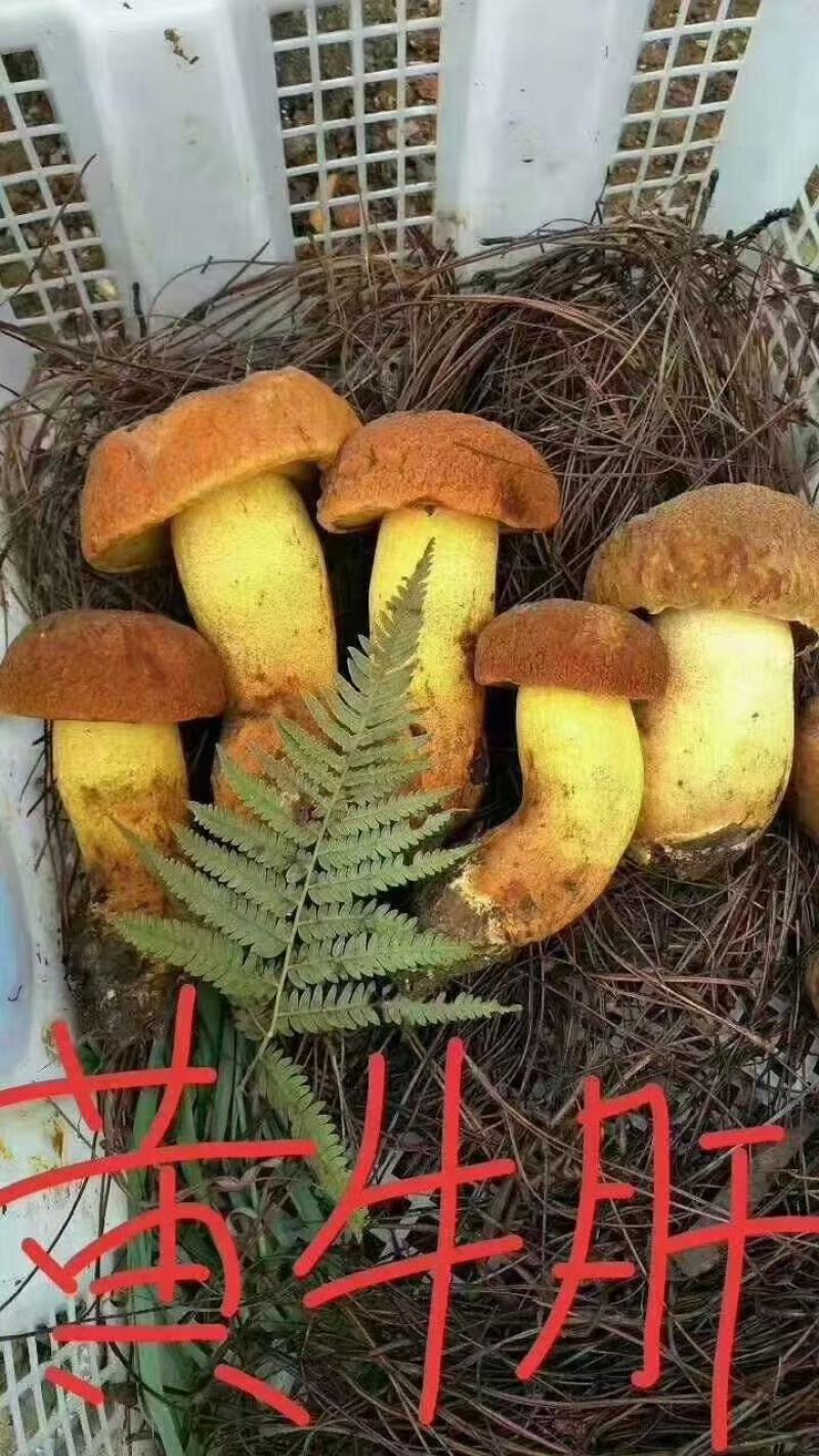 香碰头，黄濑头(黄牛肝菌)