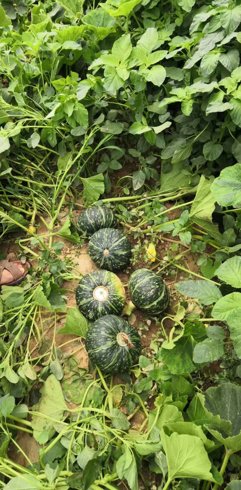绿禾菜业基地大量供应（市场货、电商货）精品板栗南瓜
