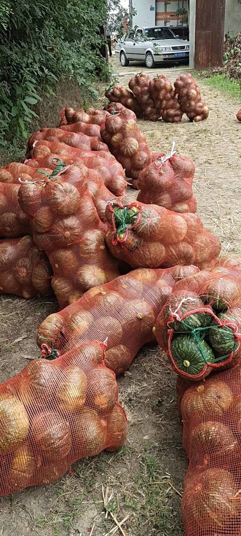 绿禾菜业基地大量供应（市场货、电商货）精品板栗南瓜
