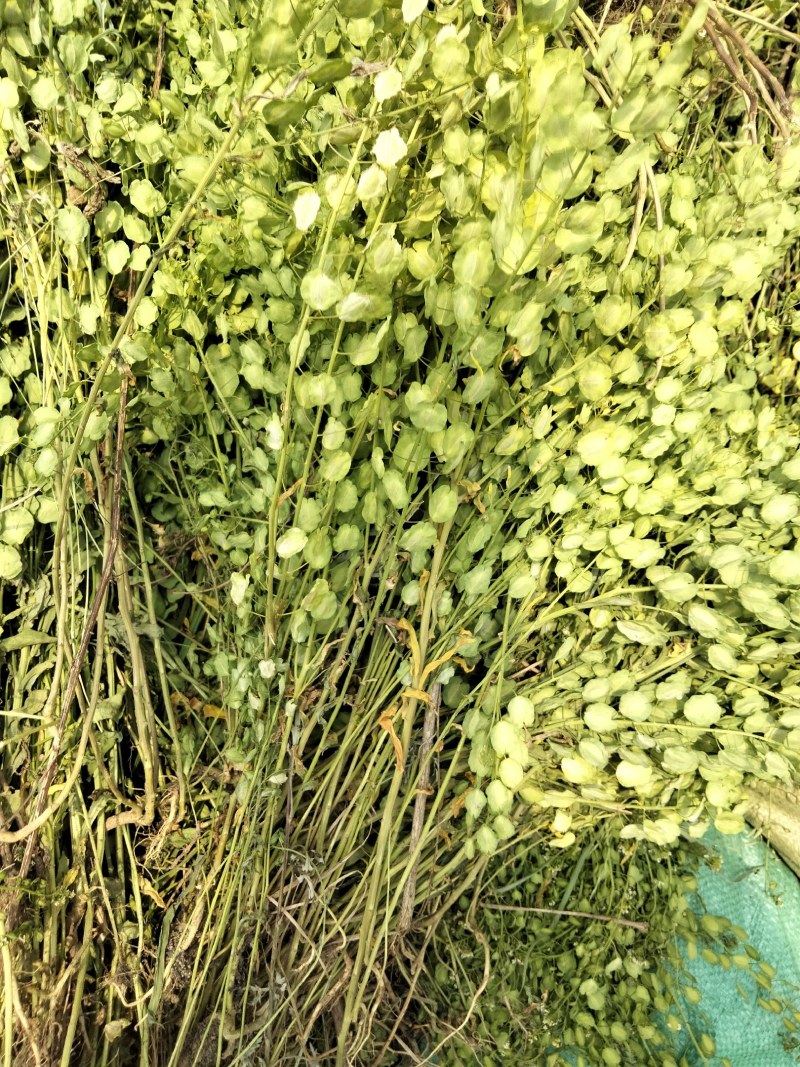 菥蓂/败酱草，甘肃平凉道地药材，可预订，也可订鲜货