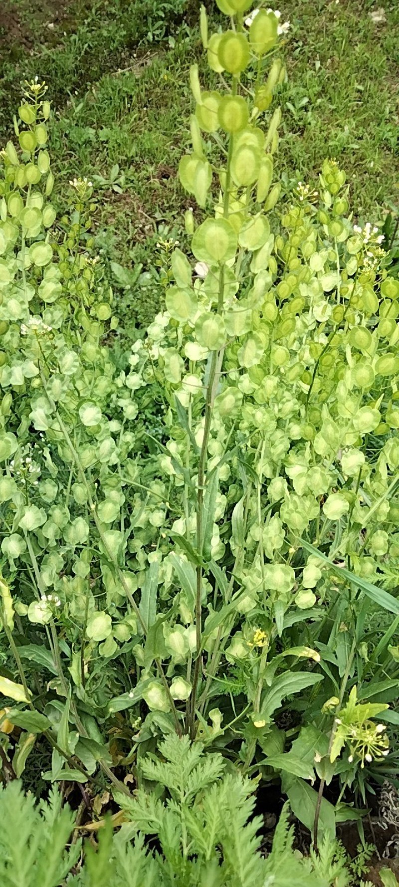 菥蓂/败酱草，甘肃平凉道地药材，可预订，也可订鲜货