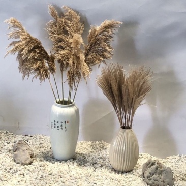 天然芦苇草永生花拂尘花干花花束橱窗装饰客厅落地式摆件婚庆