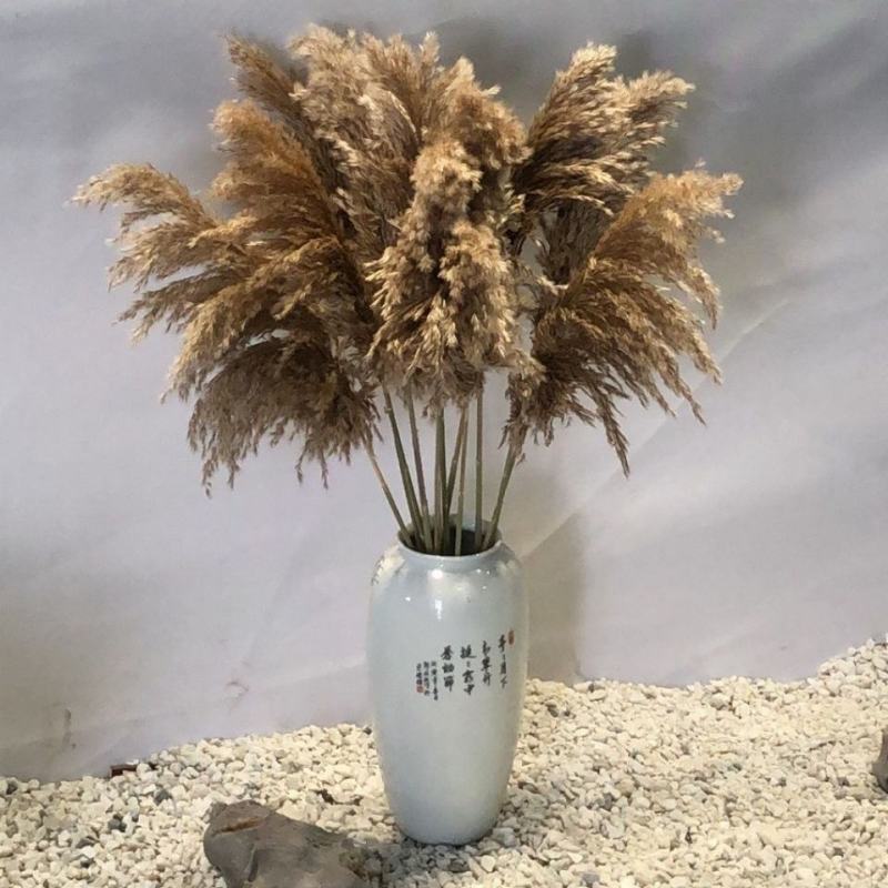 天然芦苇草永生花拂尘花干花花束橱窗装饰客厅落地式摆件婚庆