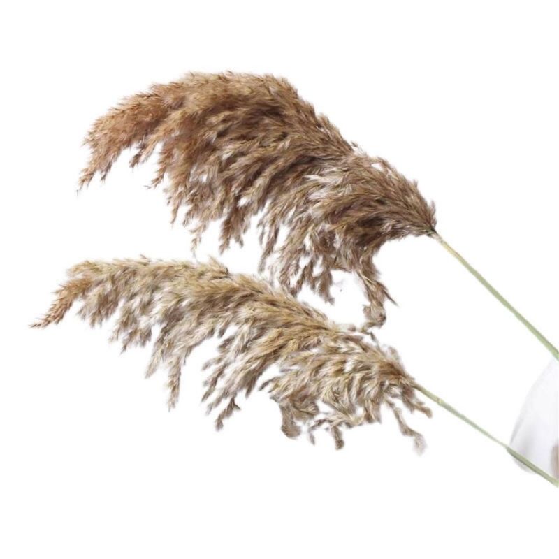天然芦苇草永生花拂尘花干花花束橱窗装饰客厅落地式摆件婚庆