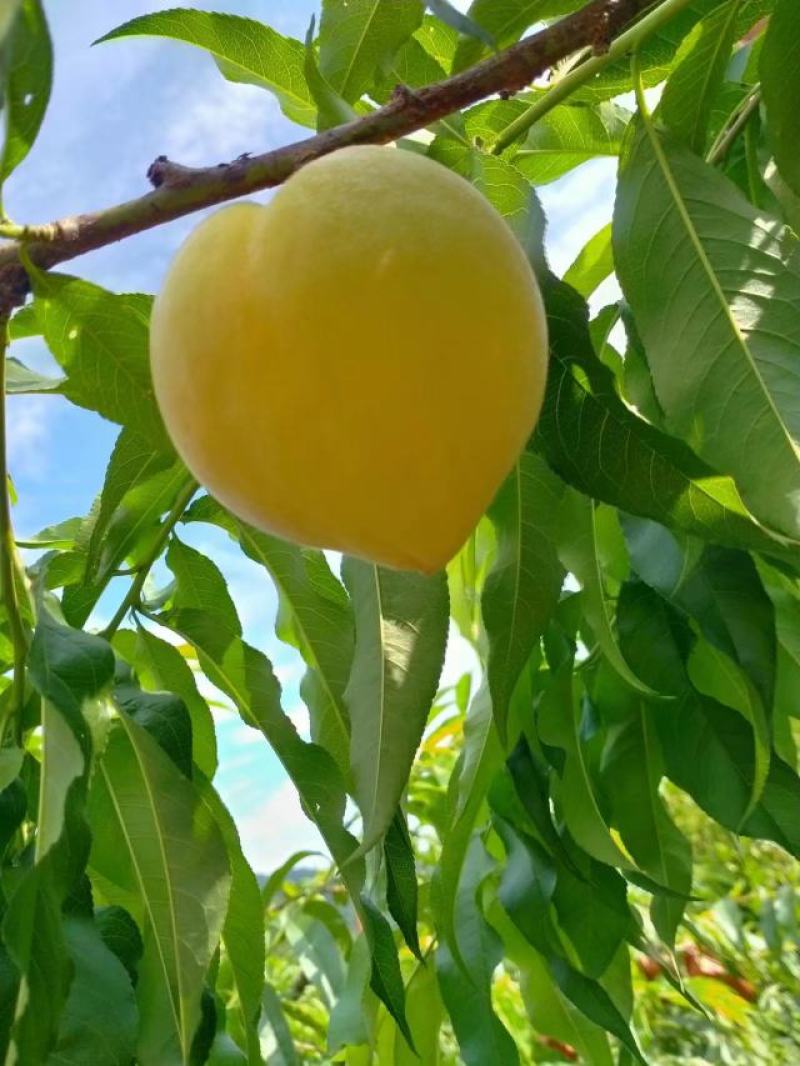 炎陵锦香黄桃产自湖南株洲炎陵