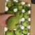 江苏省精品翠冠梨，翠冠梨光果套袋青皮翠冠梨万亩生态园