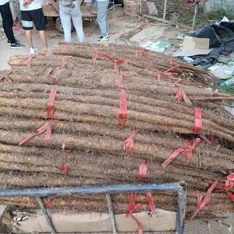 正宗铁棍山药