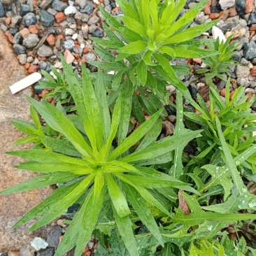 小飞蓬