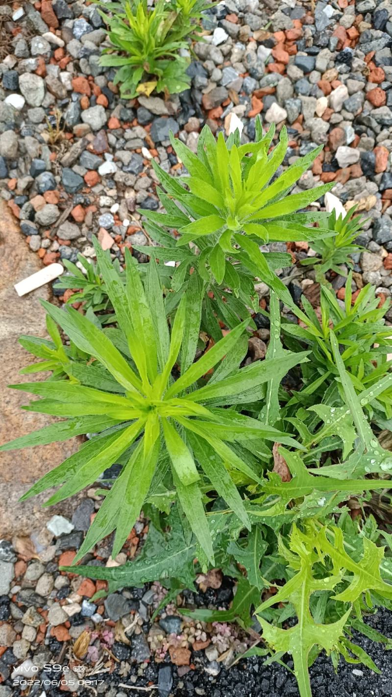 小飞蓬