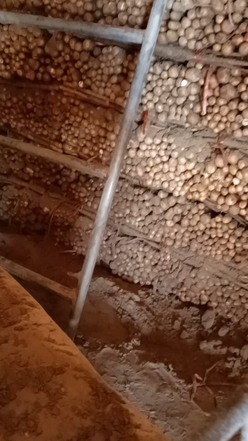 正宗铁棍山药