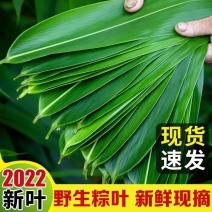 大量出售麻竹叶，新鲜，现摘现发，质量好，一件代发。