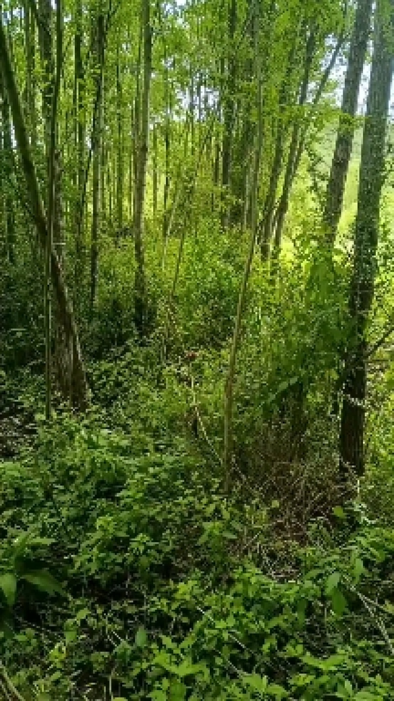 绿化最环保，小匠林距离。