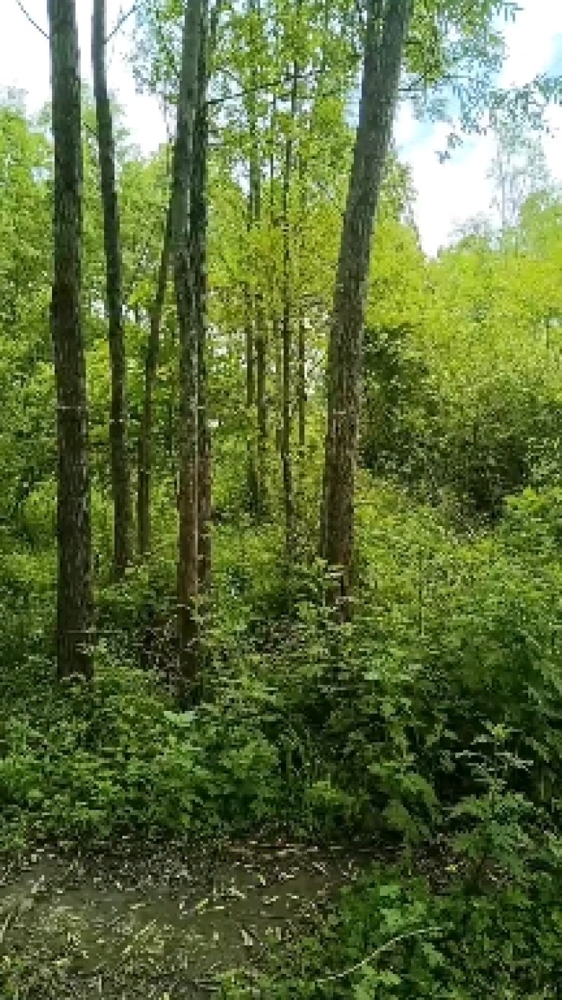 绿化最环保，小匠林距离。
