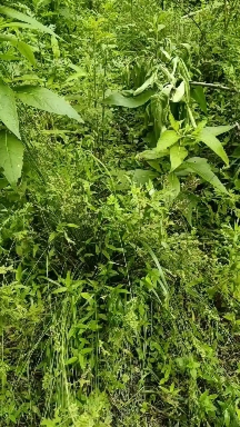 绿化最环保，小匠林距离。