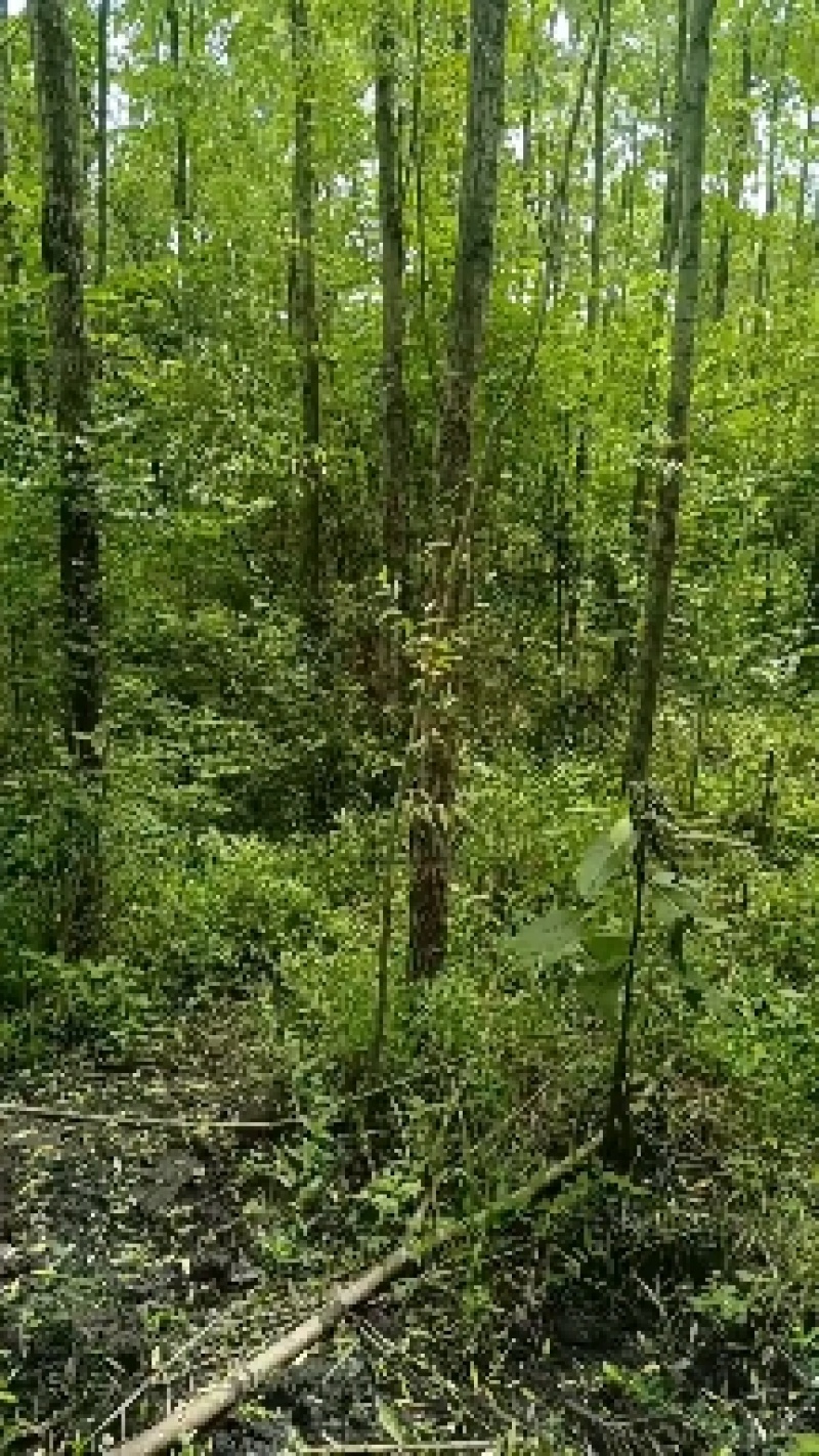 绿化最环保，小匠林距离。