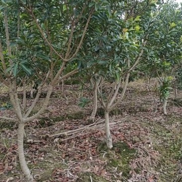 杨梅树
