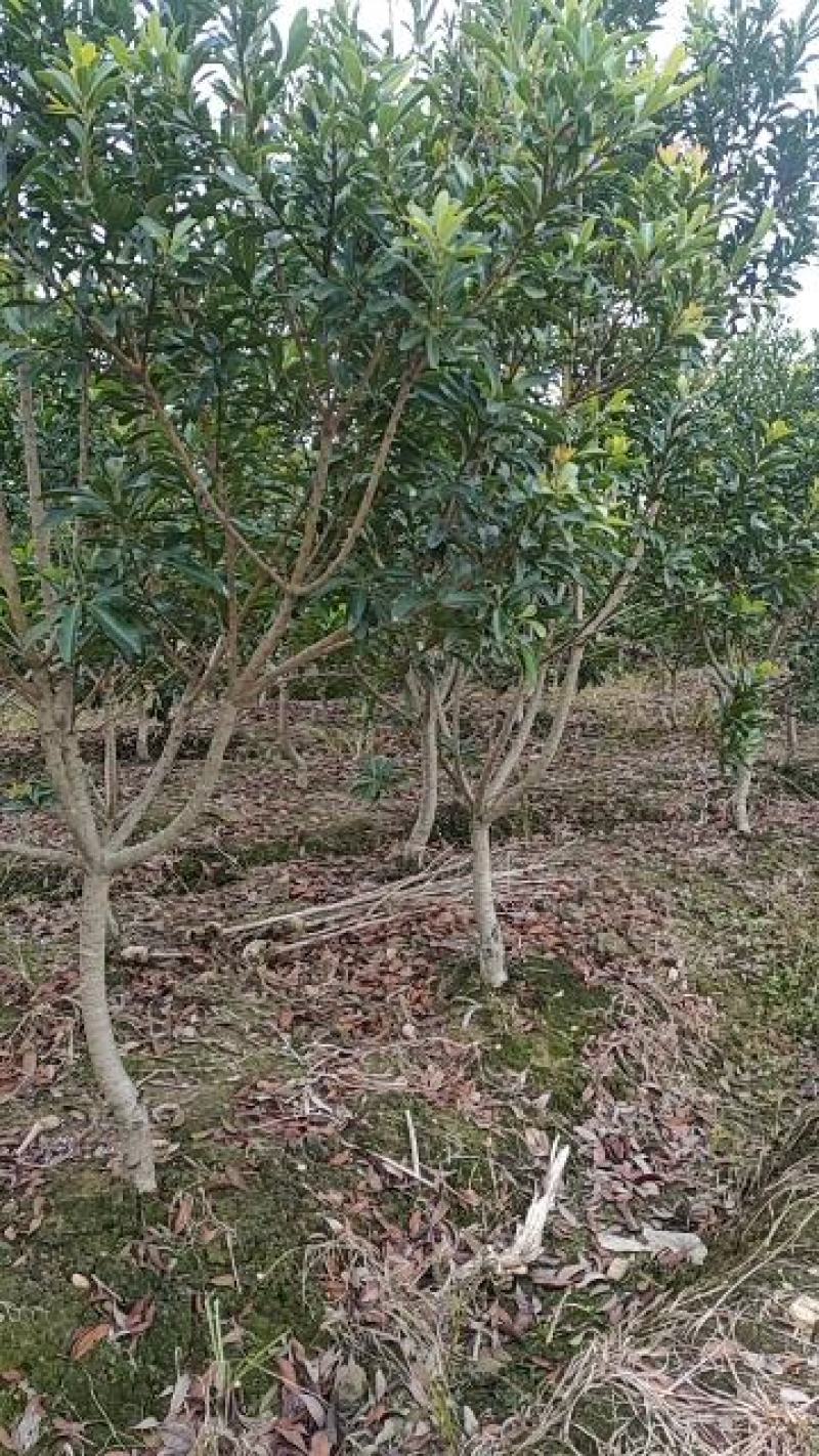 杨梅树