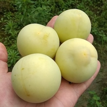 黄皮李