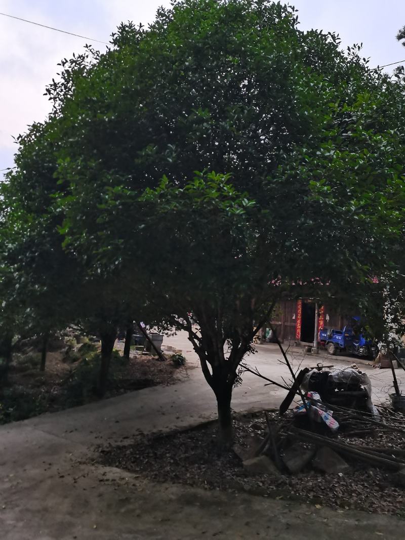 产地批发优质精品桂花苗木（自家苗圃自产自销）