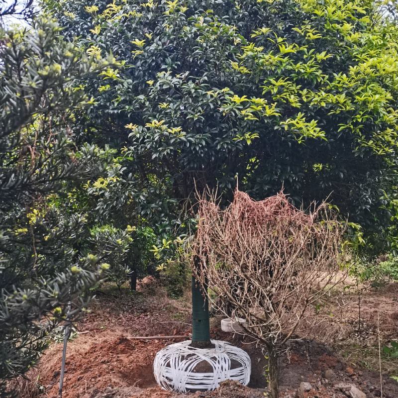 产地批发优质精品桂花苗木（自家苗圃自产自销）
