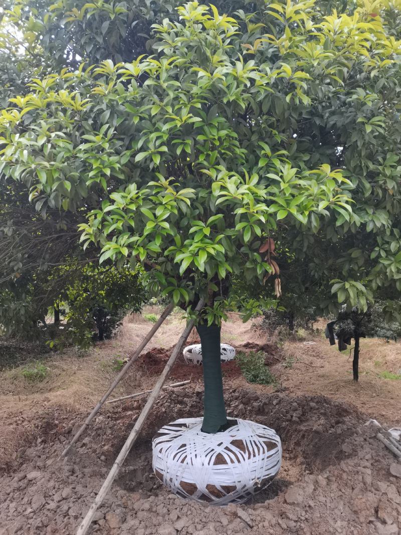 产地批发优质精品桂花苗木（自家苗圃自产自销）