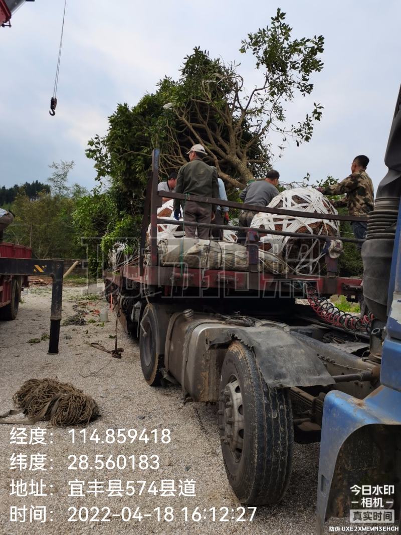 产地批发优质精品桂花苗木（自家苗圃自产自销）