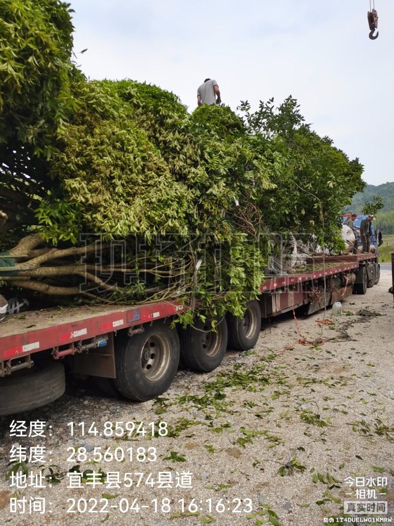 产地批发优质精品桂花苗木（自家苗圃自产自销）