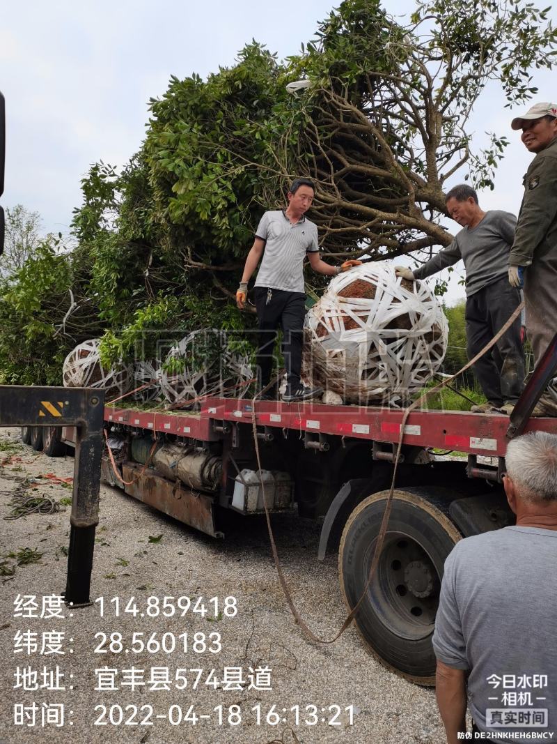 产地批发优质精品桂花苗木（自家苗圃自产自销）