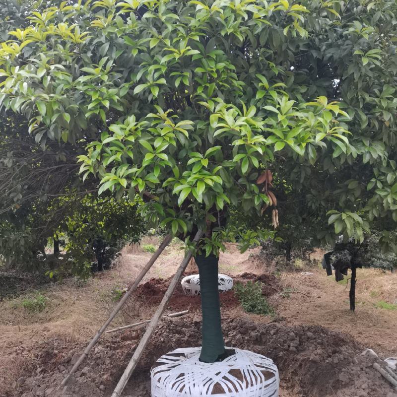 产地批发优质精品桂花苗木（自家苗圃自产自销）