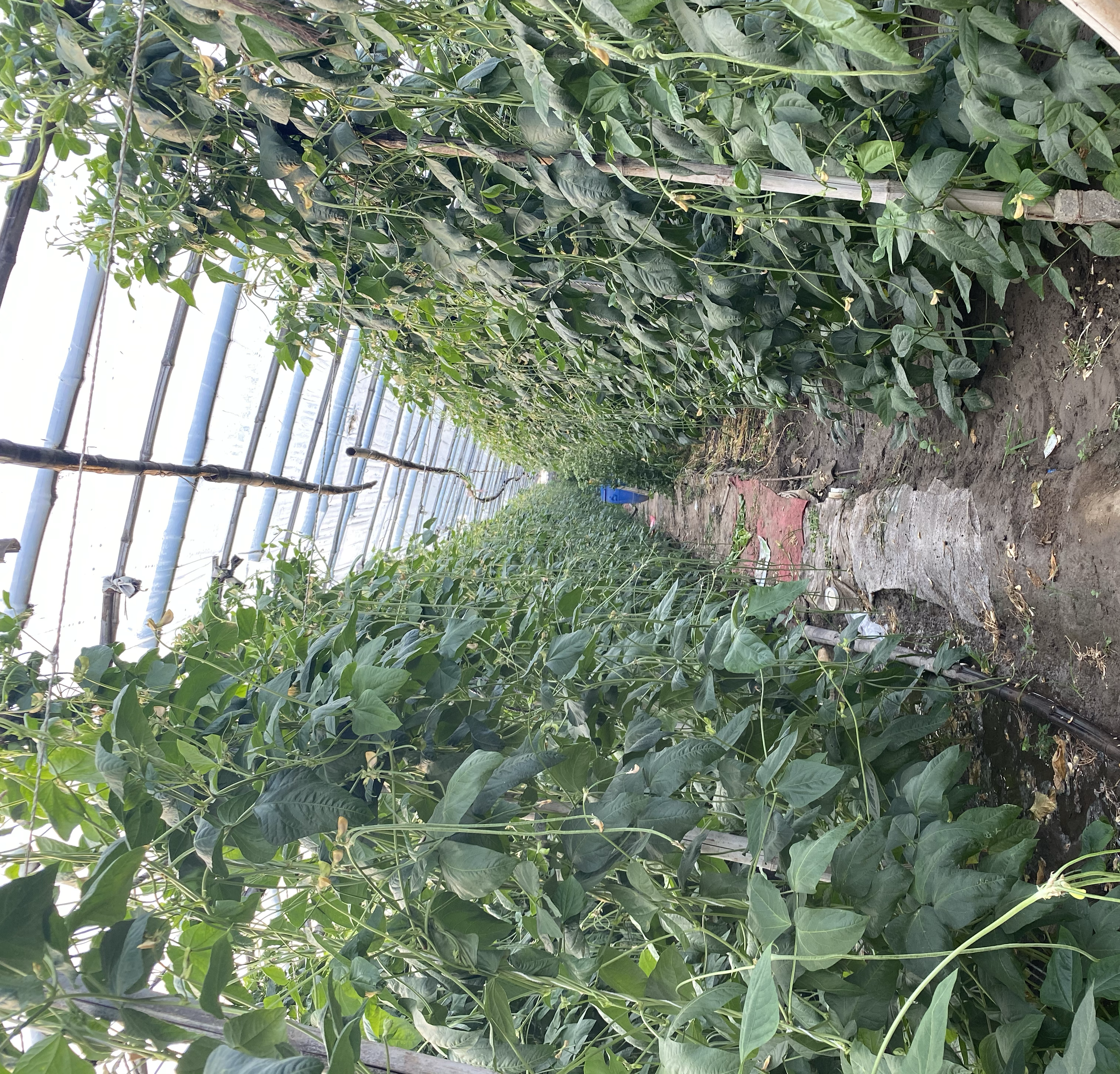 豆角与黄瓜种植对比图