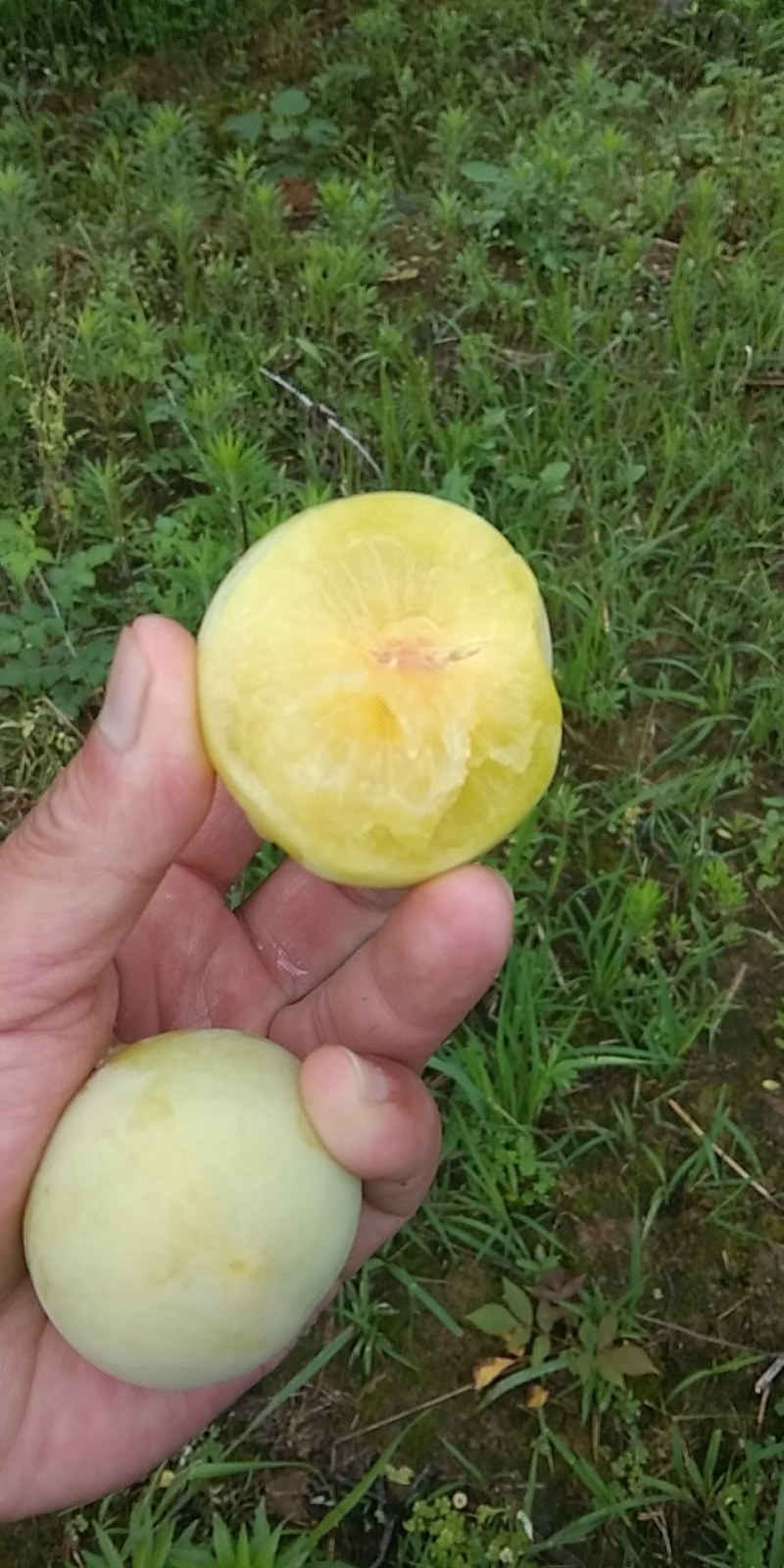 黄皮李