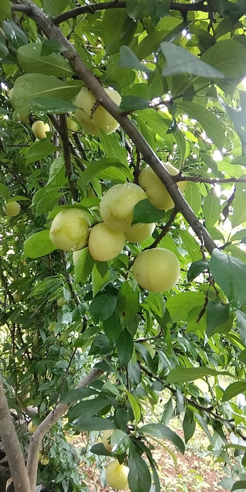 黄皮李
