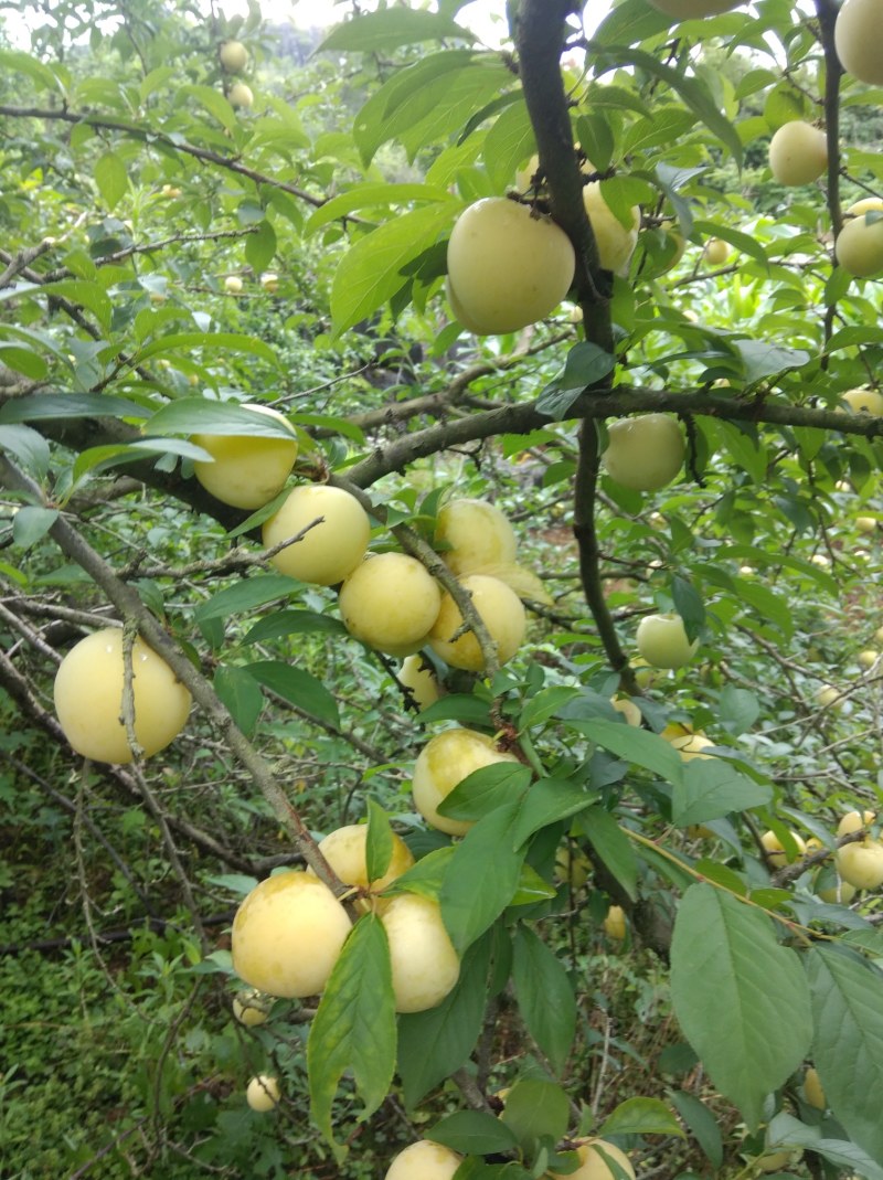 黄皮李