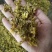 .批发铁皮石斛花石斛花干花泡水花茶干货石斛花50克