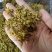 .批发铁皮石斛花石斛花干花泡水花茶干货石斛花50克