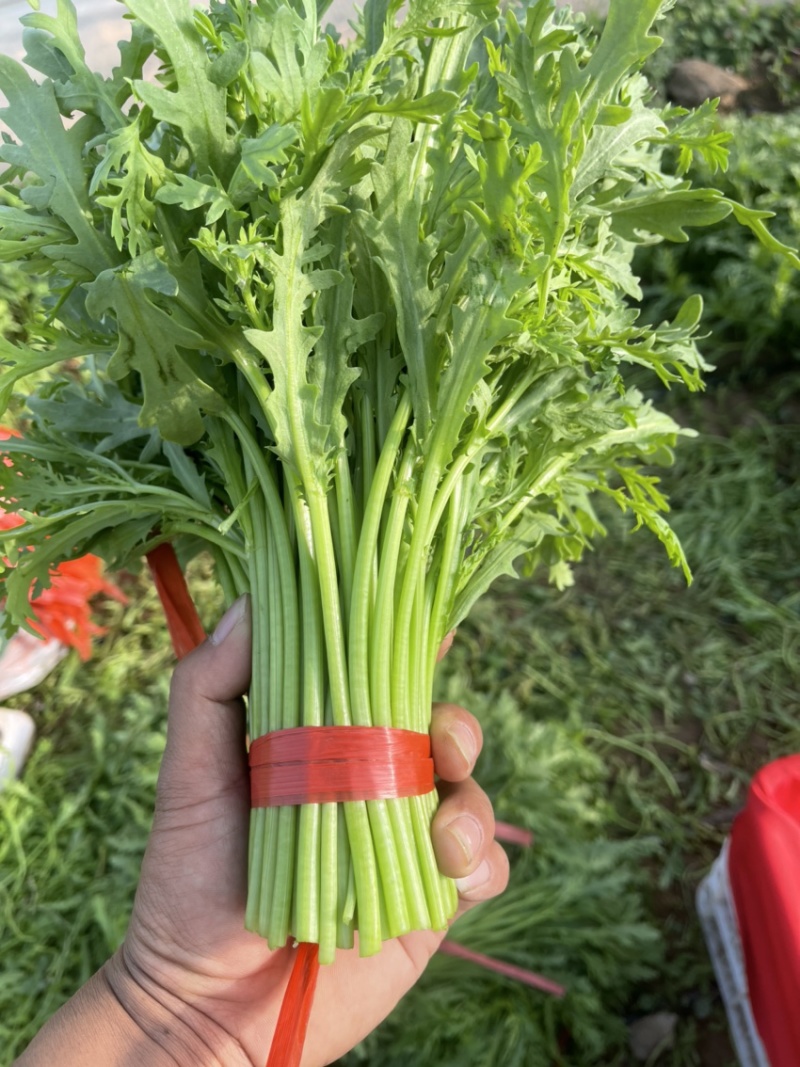 精品茼蒿菜