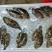 西沙彩眉鱼西沙群岛珊瑚礁鱼彩眉潜水海捕品种保证