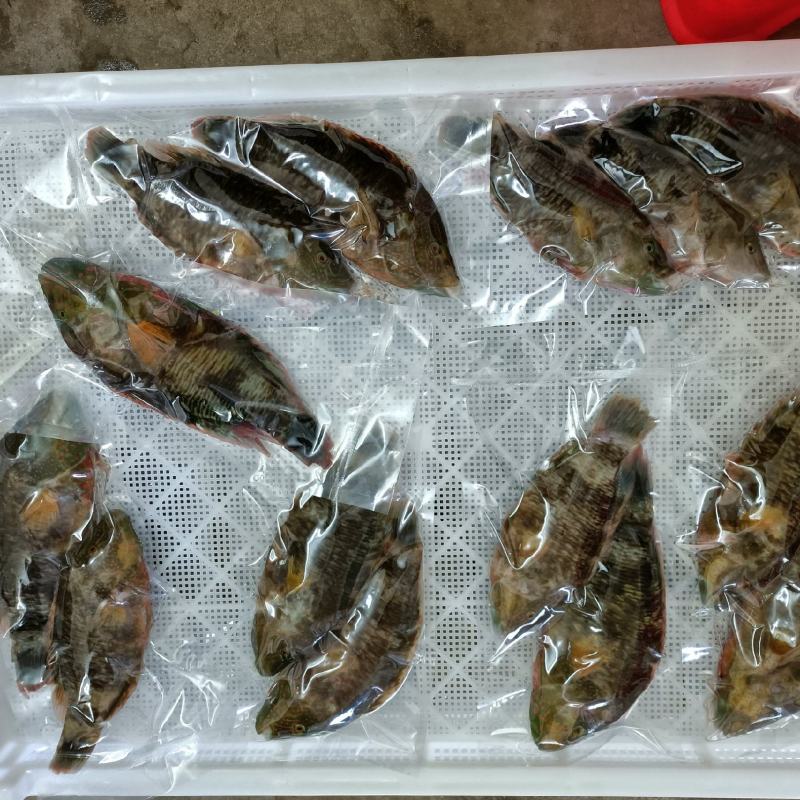 西沙彩眉鱼西沙群岛珊瑚礁鱼彩眉潜水海捕品种保证