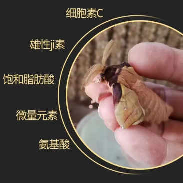 东北雄蚕蛾