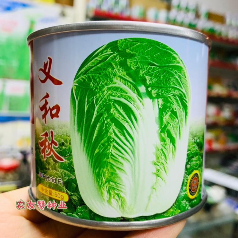 正宗义和秋大白菜种子秋播中晚熟结球白菜种子基地专用