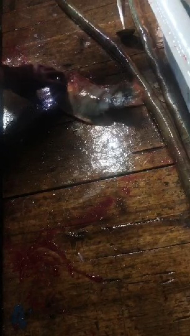 西沙彩眉鱼西沙群岛珊瑚礁鱼彩眉潜水海捕品种保证