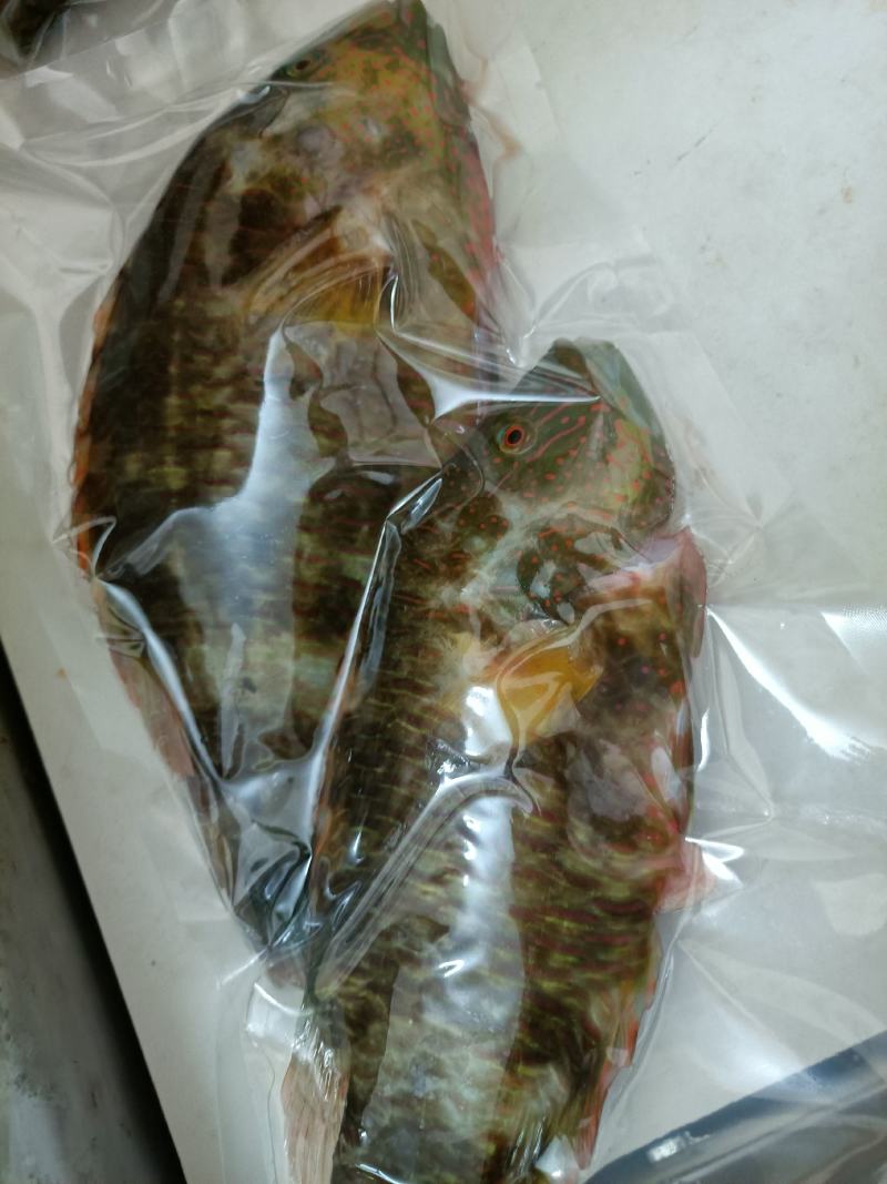 西沙彩眉鱼西沙群岛珊瑚礁鱼彩眉潜水海捕品种保证