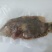 西沙彩眉鱼西沙群岛珊瑚礁鱼彩眉潜水海捕品种保证